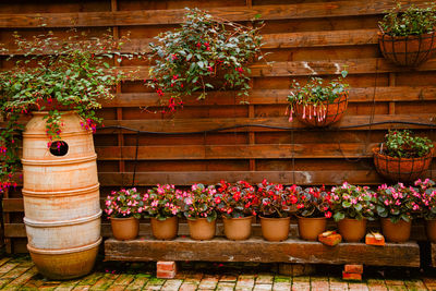 Potted plants in pot