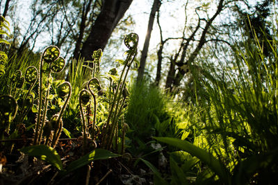 Close-up of fresh green plants in forest