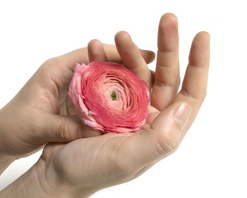 Close-up of hand holding pink flower over white background