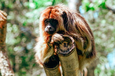 Portrait of a monkey