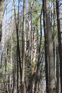 Low angle view of trees in forest