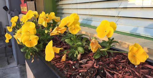 Close-up of yellow flower