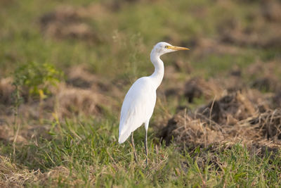 Bird on a field