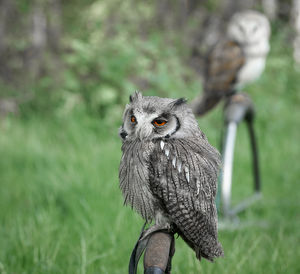 Portrait of owl