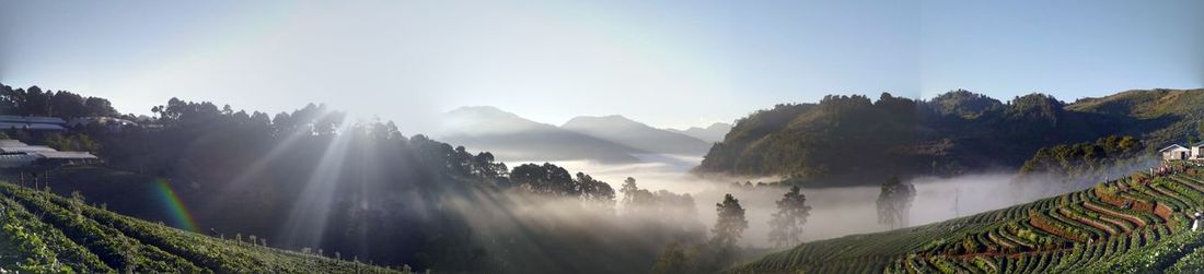 Panoramic view of trees in forest