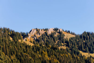 Scenic view of forest against clear sky