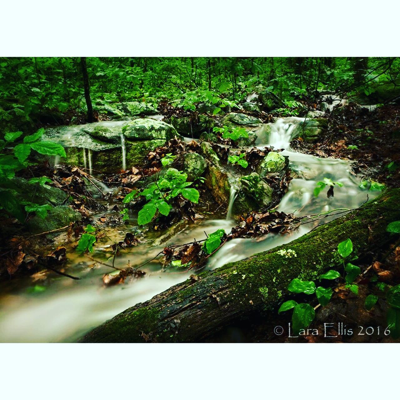 transfer print, auto post production filter, water, green color, nature, tranquility, high angle view, plant, tree, growth, forest, stream, tranquil scene, scenics, beauty in nature, rock - object, day, outdoors, river, sunlight