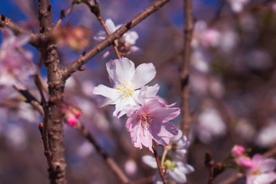 Close-up of pink cherry blossoms in spring