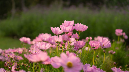 Pretty pink petals of cosmos flowers blossom on green leaves and small bud in a field