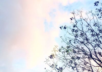 Low angle view of trees against sky