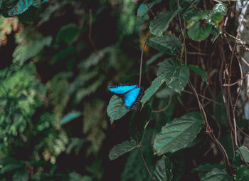 Close-up of butterfly on plant