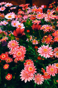 High angle view of orange flowering plants