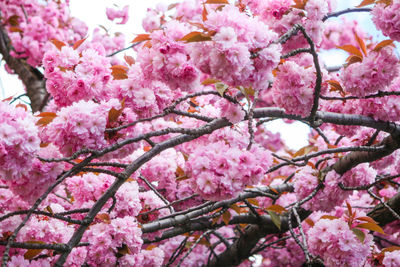 Low angle view of pink cherry blossoms in spring