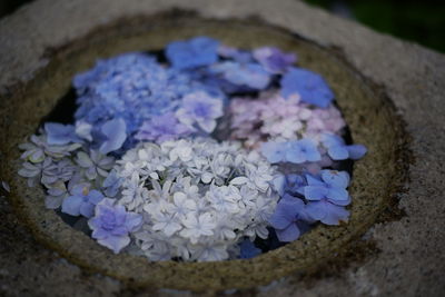 High angle view of purple flower floating on water