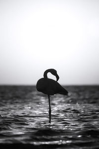 Silhouette bird in sea against clear sky