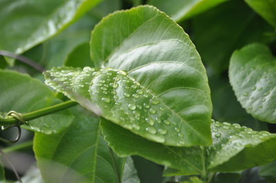 Close-up of water drops on leaf