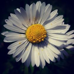 Close-up of white daisy flower