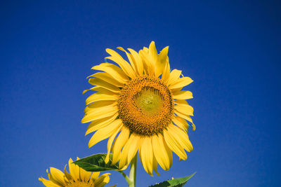 Popular sunflowers are planted as ornamental plants, 