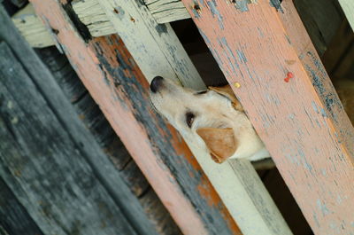 High angle view of animal on wood