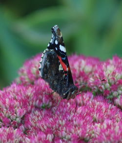 Close-up of butterfly pollinating on pink flower