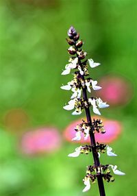 Close-up of pink flowering plant