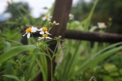 Close-up of flowering plant