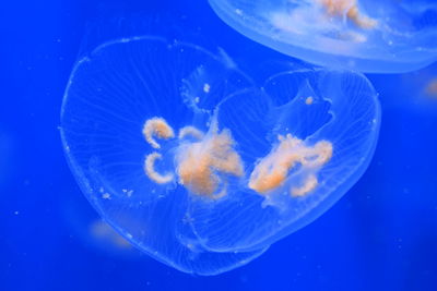 Close-up of jellyfish in sea