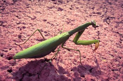 Close-up of lizard