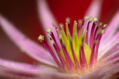 Close-up of pink flower