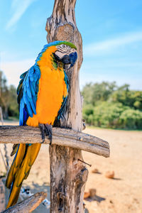 Bird perching on wooden post