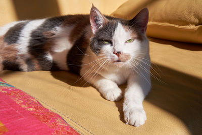Close-up of cat resting on bed