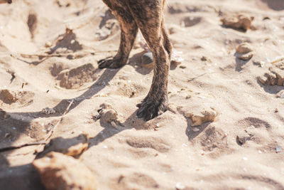 High angle view of dogs on sand