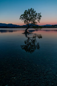 Tree by sea against sky during sunset