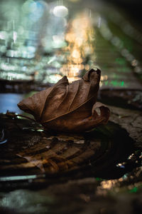 Close-up of dried leaves on table