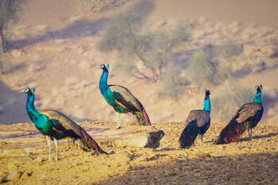 Pigeons on a field