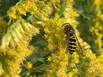 Close-up of bee pollinating on yellow flower