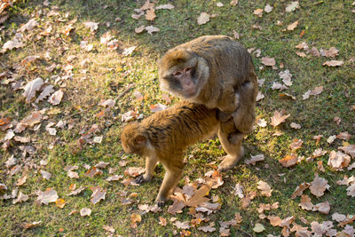 High angle view of monkies  on ground