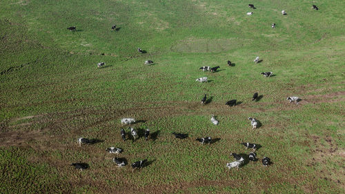 Aerial drone view of cows resting and eating on green meadow in sao miguel island, azores, portugal