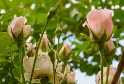 Close-up of pink flowering plant