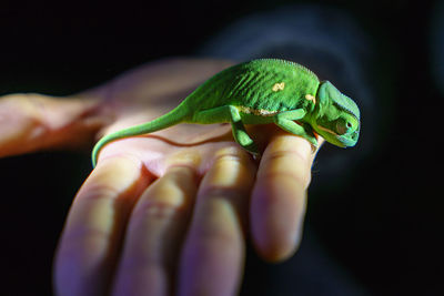 Close-up of hand holding chameleon against black background