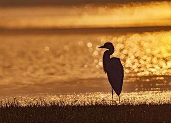 Bird perching on shore against sky during sunset