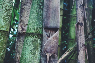 Close-up of bamboo trees in forest