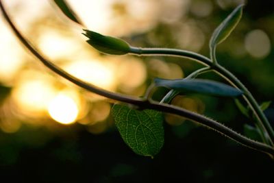 Close-up of fresh green plant