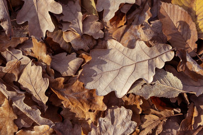 Full frame shot of autumn leaves on land