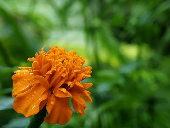 Close-up of orange marigold flower
