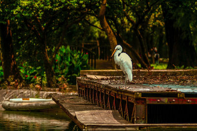 Bird perching on a lake