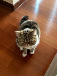 High angle view of cat on hardwood floor