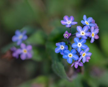 Close-up of purple flowering plant