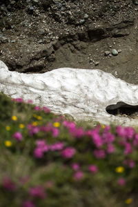 Close-up of purple flowering plants by rocks