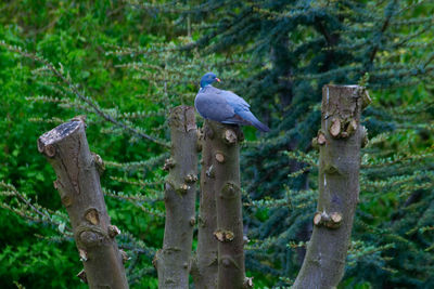 Close-up of bird perching on wooden post